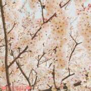 ヒメ日記 2026/01/13 05:30 投稿 ユメ ぽっちゃり巨乳美女専門川越ちゃんこ