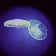 ヒメ日記 2026/02/05 04:08 投稿 ユメ ぽっちゃり巨乳美女専門川越ちゃんこ