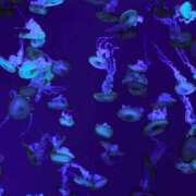 ヒメ日記 2026/02/08 02:14 投稿 ユメ ぽっちゃり巨乳美女専門川越ちゃんこ