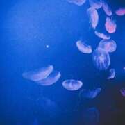 ヒメ日記 2026/03/01 02:59 投稿 ユメ ぽっちゃり巨乳美女専門川越ちゃんこ