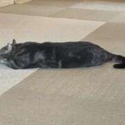 ヒメ日記 2025/09/16 06:17 投稿 うさぎ トリプルA