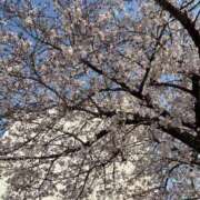 ヒメ日記 2026/04/03 15:39 投稿 柳　かえで OLピンクコレクション