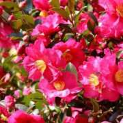 南　乃々華 こんばんは🌙 タッチVIP