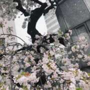 ヒメ日記 2026/04/02 16:05 投稿 和花(わか) 角海老宮殿