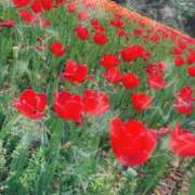 ヒメ日記 2026/04/19 16:01 投稿 和花(わか) 角海老宮殿