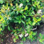 ヒメ日記 2026/04/23 14:54 投稿 和花(わか) 角海老宮殿