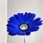 ヒメ日記 2025/07/23 11:04 投稿 東雲こはく ミセス大阪十三店