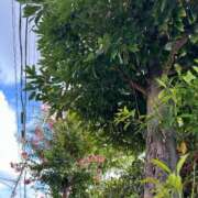 ヒメ日記 2025/08/03 08:35 投稿 東雲こはく ミセス大阪十三店