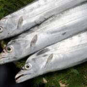 ヒメ日記 2025/07/20 20:00 投稿 みつる 性腺熟女100％（デリヘル市場）