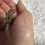 ヒメ日記 2025/08/21 20:00 投稿 みつる 性腺熟女100％（デリヘル市場）