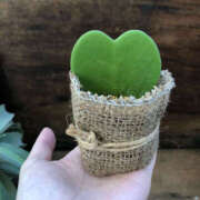 ヒメ日記 2025/08/25 19:00 投稿 みつる 性腺熟女100％（デリヘル市場）