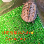 みつる 春の目覚め✨ 性腺熟女100％（デリヘル市場）