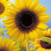 ヒメ日記 2025/06/23 18:42 投稿 志穂 出会い系人妻ネットワーク 新宿〜池袋編