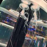 ヒメ日記 2025/10/26 12:30 投稿 らら アラカルト