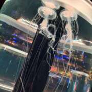 ヒメ日記 2026/02/03 12:30 投稿 らら アラカルト