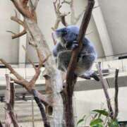 ヒメ日記 2025/11/09 20:18 投稿 すず 池袋人妻城