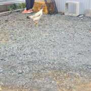 すず こんばんは 池袋人妻城