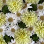 ヒメ日記 2026/04/13 20:10 投稿 みゆ 吉野ケ里人妻デリヘル 「デリ夫人」