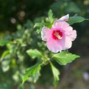 ヒメ日記 2025/08/22 14:52 投稿 なな 新宿泡洗体デラックスエステ