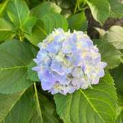 ヒメ日記 2025/08/23 11:32 投稿 なな 新宿泡洗体デラックスエステ