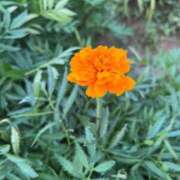 ヒメ日記 2025/08/31 17:21 投稿 なな 新宿泡洗体デラックスエステ