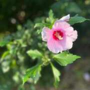 ヒメ日記 2025/09/11 23:18 投稿 なな 新宿泡洗体デラックスエステ