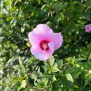 ヒメ日記 2025/09/25 23:28 投稿 なな 新宿泡洗体デラックスエステ