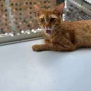 ヒメ日記 2025/07/10 15:31 投稿 こはね 僕らのぽっちゃリーノin大宮