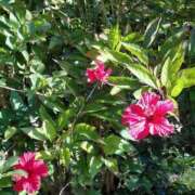 ヒメ日記 2026/01/17 19:27 投稿 かんな 鹿児島ちゃんこ霧島店