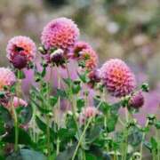 かんな ❣️次回❣️ 鹿児島ちゃんこ霧島店