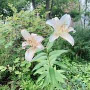 ヒメ日記 2025/07/13 18:15 投稿 うた先生 女教師