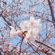 ヒメ日記 2026/03/30 09:10 投稿 えるぜ もしも素敵な妻が指輪をはずしたら・・・