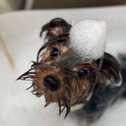 ヒメ日記 2025/10/19 14:51 投稿 楓(かえで) 相模原人妻城