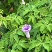 ヒメ日記 2025/11/09 11:09 投稿 まな アネックスジャパン