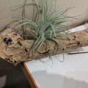 ヒメ日記 2025/06/28 15:09 投稿 みり 即アポ奥さん～静岡店～