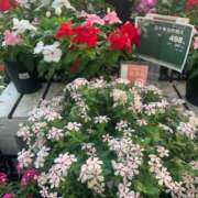 ヒメ日記 2025/07/09 08:48 投稿 杏 PLUS十三店