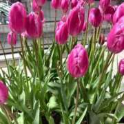 ヒメ日記 2026/01/25 15:06 投稿 杏 PLUS十三店