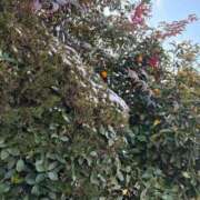 ヒメ日記 2026/02/08 18:08 投稿 杏 PLUS十三店