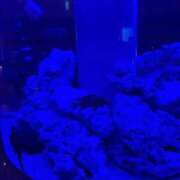 杏 【お礼写メ日記】 PLUS十三店