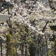 ヒメ日記 2026/04/08 15:23 投稿 杏 PLUS十三店