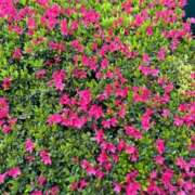 ヒメ日記 2026/04/16 13:28 投稿 杏 PLUS十三店