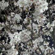 ゆき 深夜ですが 人妻本舗愛のしずく名古屋店