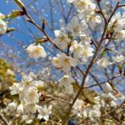 ヒメ日記 2026/03/24 22:38 投稿 あおい 府中ダービー