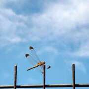 ヒメ日記 2026/03/03 08:57 投稿 こより 完熟ばなな 立川