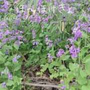 ヒメ日記 2026/04/01 21:37 投稿 こより 完熟ばなな 立川