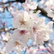 ヒメ日記 2026/03/30 20:12 投稿 ひな エマニエル