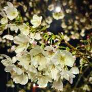 ヒメ日記 2026/04/01 20:02 投稿 ひな エマニエル