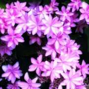 ヒメ日記 2025/07/12 06:33 投稿 ミキ おふくろさんYO!!町田店