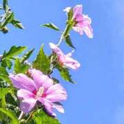 ミキ こんにちは😊 おふくろさんYO!!町田店