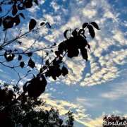 ヒメ日記 2025/11/25 18:33 投稿 あまね おふくろさんYO!!町田店